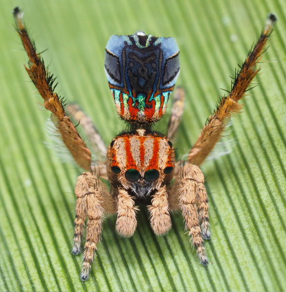 Maratus azureus. Image credit: Joseph Schubert.