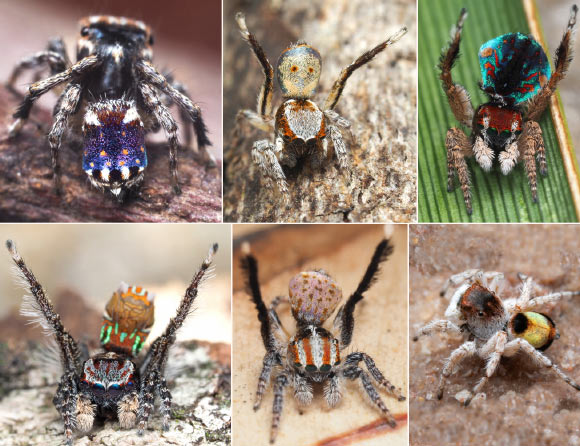 Upper row, left to right: Maratus constellatus, Maratus inaquosus, and Maratus laurenae. Bottom row, left to right: Maratus noggerup, Maratus suae, and Maratus volpei. Image credit: Joseph Schubert.