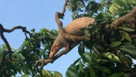 A Malayan pangolin (Manis javanica) climbing a lychee tree. Image credit: Jinping Chen.