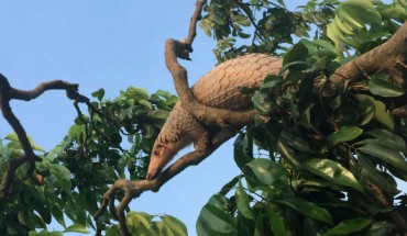 A Malayan pangolin (Manis javanica) climbing a lychee tree. Image credit: Jinping Chen.