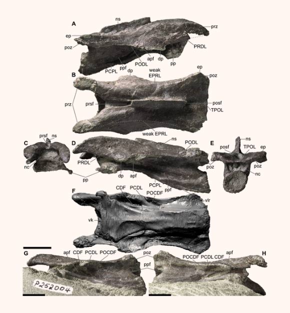 The 110-million-year-old neck vertebra of the Australian elaphrosaur. Scale bars - 10 mm.Image credit: Stephen Poropat, Museums Victoria.