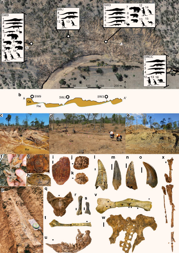 Megafauna species from main South Walker Creek fossil sites SW9, SWJ and SW3 with downstream site SWCC (indicated by arrow). Scale bars - 1 mm in (g, i); 5 mm in (h, j-t, v, x); 10 mm in (u); and 50 mm in (w). Image credit: Hocknull et al, doi: 10.1038/s41467-020-15785-w.