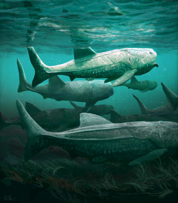 Titanichthys was a suspension feeder with jaws ill-suited for biting and crushing but well suited for gaping ram feeding. Image credit: Mark Witton.