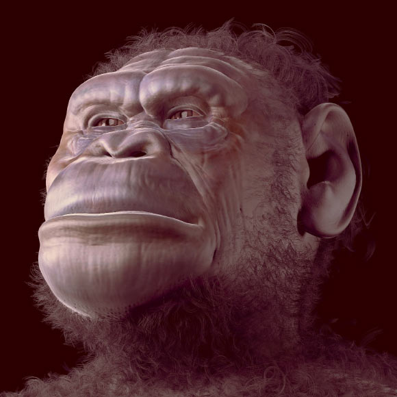 Facial reconstruction of Australopithecus sediba. Image credit: Cicero Moraes et al.