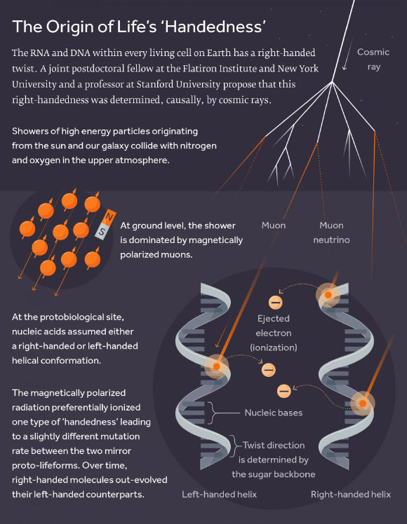 Showers of high-energy particles originating from the Sun and our Milky Way Galaxy collide with nitrogen and oxygen in the upper atmosphere. At ground level, the shower is dominated by magnetically polarized muons. At the protobiological site, nucleic acids assumed either a right-handed or left-handed helical conformation. The magnetically polarized radiation preferentially ionized one type of handedness leading to a slightly different mutation rate between the two mirror proto-lifeforms. Over time, right-handed molecules out-evolved their left-handed counterparts. Image credit: Simons Foundation.