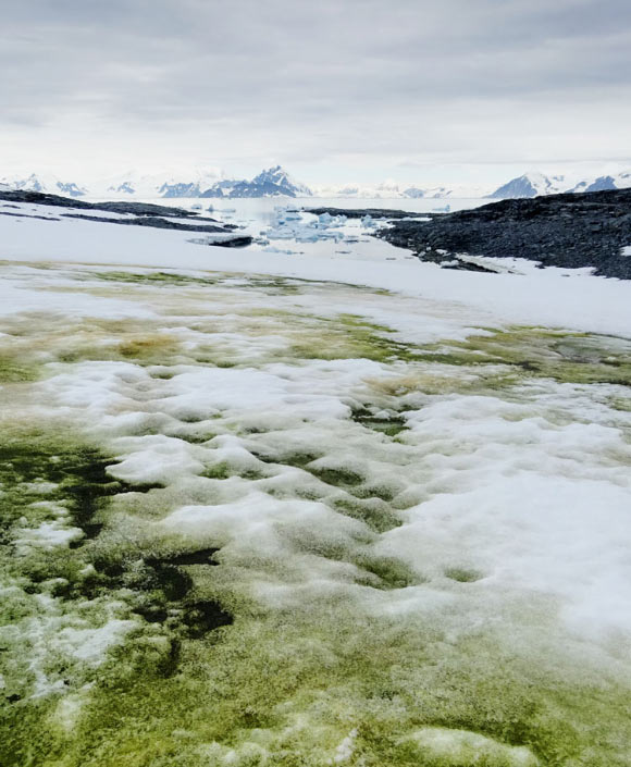 A photograph showing a snow algae bloom dominated by green algae on Anchorage Island. Image credit: Gray et al, doi: 10.1038/s41467-020-16018-w.