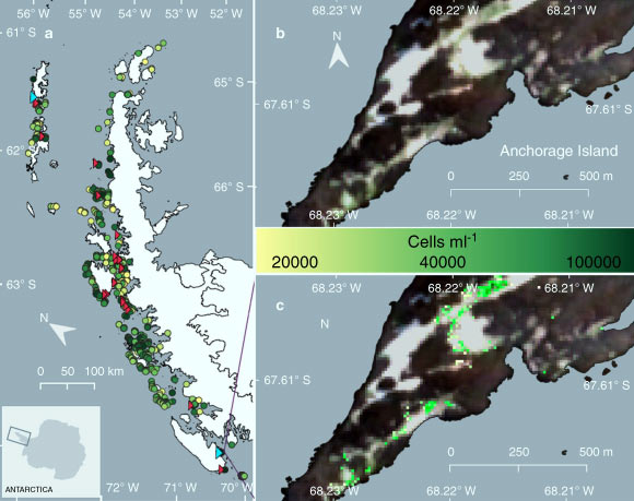 Antarctic green snow algae distribution and modeled cell density: (a) overview of the locations of individual blooms of green-dominant snow algae identified across the Antarctic Peninsula using modeled data from satellite imagery and ground data (circles); circle color scale represents the mean cell density of each bloom; red triangles indicate the location of ground validation sites; cyan triangles show the location of our Adelaide Island and King George Island field sites; (b) RGB Sentinel 2A image of green snow algae blooms at one of our validation sites, Anchorage Island (February, 2020); (c) output of IB4; pixel values are converted to cell density with the color scale showing the resultant cell density for each pixel identified as containing green snow algae. Image credit: Gray et al, doi: 10.1038/s41467-020-16018-w.
