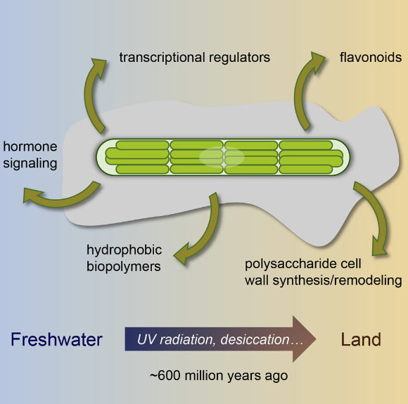 The genome of the unicellular alga Penium margaritaceum provides insights into first land plants. Image credit: Jiao et al, doi: 10.1016/j.cell.2020.04.019.