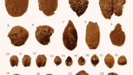 Botanical remains from the Khalchayan site, Uzbekistan: (1-2) Oryza sativa; (3) Hordeum vulgare; (4) Triticum aestvum; (5) Pisum sativum; (6) Lens culinaris; (7-8) Linum usitatissimum; (9) Lithospermum arvense; (10-12) Setaria italica; (13-15) Chenopodium sp.; (16-18) Polygonum sp.; (19-20) Galium aparine; (21-22) Alhagi sparsifolia. Image credit: Chen et al, doi: 10.1007/s11430-019-9585-2.