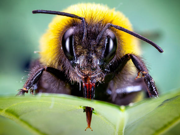 Bumblebee workers facing pollen scarcity use their proboscises and mandibles to cut distinctively shaped holes in plant leaves, with each damage event taking only a few seconds. Image credit: Hannier Pulido / ETH Zurich.