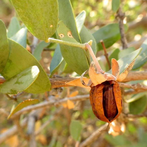 The jojoba (Simmondsia chinensis) in King Canyon Wash, Saguaro National Park West, Arizona, the United States. Image credit: Katja Schulz / CC BY 2.0.