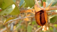 The jojoba (Simmondsia chinensis) in King Canyon Wash, Saguaro National Park West, Arizona, the United States. Image credit: Katja Schulz / CC BY 2.0.