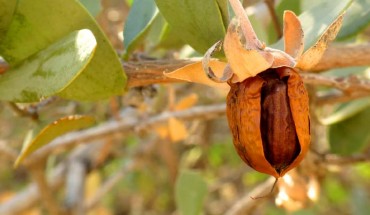 The jojoba (Simmondsia chinensis) in King Canyon Wash, Saguaro National Park West, Arizona, the United States. Image credit: Katja Schulz / CC BY 2.0.