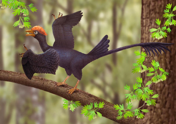 An artist’s impression of the jeholornithiform avialan Jeholornis. Image credit: Aijuan Shi.