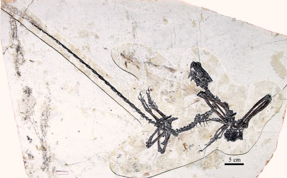 The holotype of Kompsornis longicaudus. Image credit: Wang et al, doi: 10.1016/j.jseaes.2020.104401.