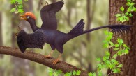 An artist’s impression of the jeholornithiform avialan Jeholornis. Image credit: Aijuan Shi.