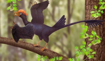 An artist’s impression of the jeholornithiform avialan Jeholornis. Image credit: Aijuan Shi.
