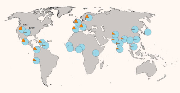 Allele frequency of V660L in 26 populations: the African American populations (ASW: African Ancestry in Southwest US, ACB: African Caribbeans in Barbados) have a lower frequency of V660L, similar to that in African populations, whereas North Americans with European ancestry (e.g., CEU: Utah Residents with Northern and Western European Ancestry) have frequency similar to European populations. Image credit: Zeberg et al, doi: 10.1093/molbev/msaa119.