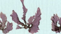 Calidia pseudolobata. Image credit: Li-En Yang / Natural History Museum, London.