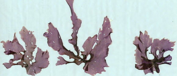 Calidia pseudolobata. Image credit: Li-En Yang / Natural History Museum, London.
