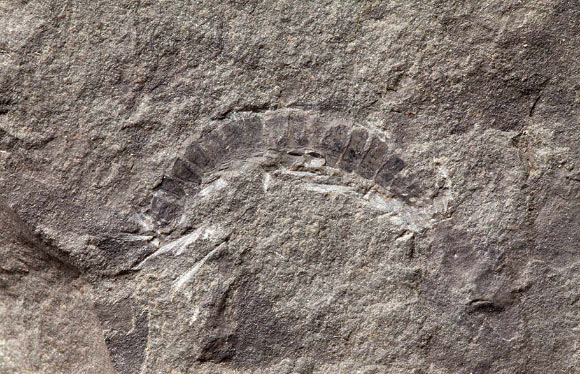 Kampecaris obanensis. Image credit: British Geological Survey.