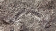 Kampecaris obanensis. Image credit: British Geological Survey.