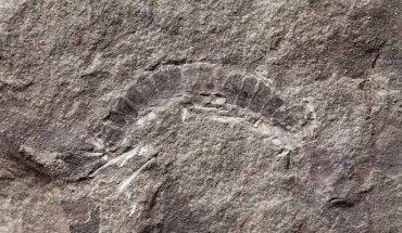 Kampecaris obanensis. Image credit: British Geological Survey.