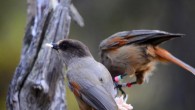 A wild Siberian jay parent (left) and its retained offspring (right) foraging together. Image credit: Michael Griesser.