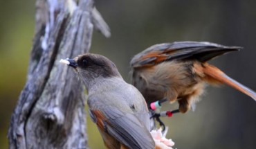 A wild Siberian jay parent (left) and its retained offspring (right) foraging together. Image credit: Michael Griesser.