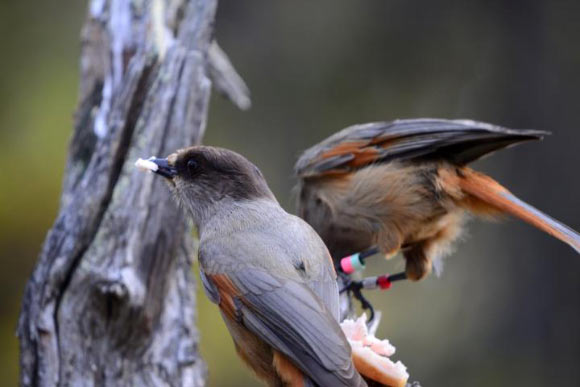A wild Siberian jay parent (left) and its retained offspring (right) foraging together. Image credit: Michael Griesser.