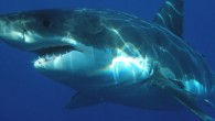 The great white shark (Carcharodon carcharias).