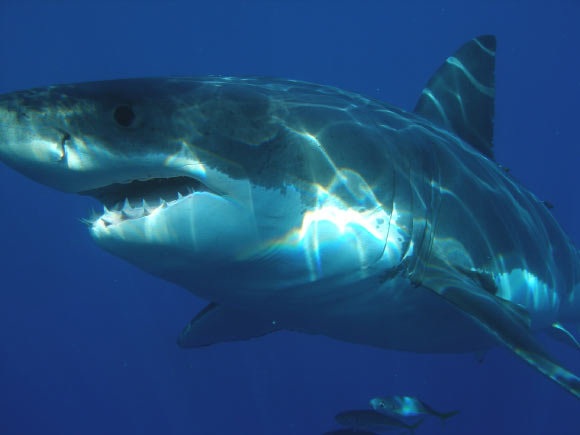 The great white shark (Carcharodon carcharias).