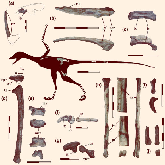 Silhouette of Overoraptor chimentoi showing selected skeletal elements. Scale bars - 50 cm in the silhouette, 4 cm in (a, b, d, h, and j), and 2 cm in (c, e, f, g, and i). Image credit: Motta et al, doi: 10.1007/s00114-020-01682-1.