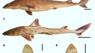The Shirai’s spurdog (Squalus shiraii): lateral (A-C) and ventral (D, E) views. Scale bars - 50 mm. Image credit: Viana & Carvalho, doi: 10.3897/zse.96.51962.