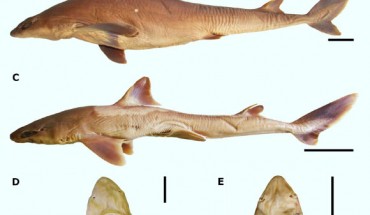 The Shirai’s spurdog (Squalus shiraii): lateral (A-C) and ventral (D, E) views. Scale bars - 50 mm. Image credit: Viana & Carvalho, doi: 10.3897/zse.96.51962.