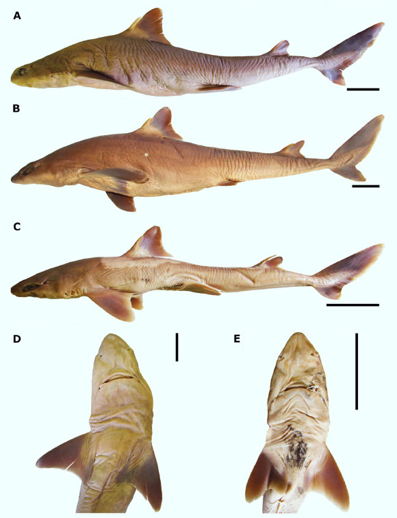 The Shirai’s spurdog (Squalus shiraii): lateral (A-C) and ventral (D, E) views. Scale bars - 50 mm. Image credit:  Viana & Carvalho, doi: 10.3897/zse.96.51962.
