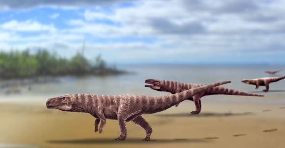 Bipedal crocodylomorph trackmakers. Image credit: Anthony Romilio.