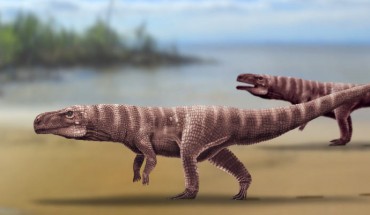Bipedal crocodylomorph trackmakers. Image credit: Anthony Romilio.