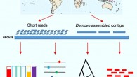 Almarri et al present a comprehensive analysis of structural variation in the Human Genome Diversity panel, a high-coverage dataset of 911 samples from 54 diverse worldwide populations, and identify, in total, 126,018 variants, 78% of which were not identified in previous global sequencing projects. Image credit: Almarri et al, doi: 10.1016/j.cell.2020.05.024.