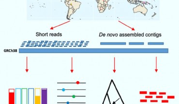Almarri et al present a comprehensive analysis of structural variation in the Human Genome Diversity panel, a high-coverage dataset of 911 samples from 54 diverse worldwide populations, and identify, in total, 126,018 variants, 78% of which were not identified in previous global sequencing projects. Image credit: Almarri et al, doi: 10.1016/j.cell.2020.05.024.