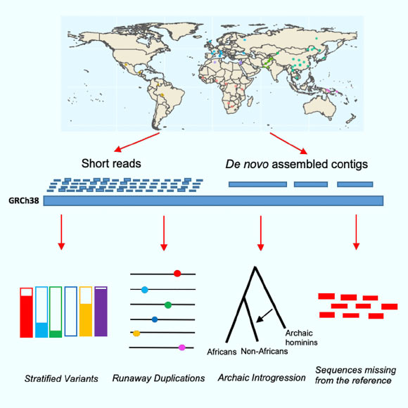 Almarri et al present a comprehensive analysis of structural variation in the Human Genome Diversity panel, a high-coverage dataset of 911 samples from 54 diverse worldwide populations, and identify, in total, 126,018 variants, 78% of which were not identified in previous global sequencing projects. Image credit: Almarri et al, doi: 10.1016/j.cell.2020.05.024.