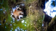 Paaru, one of the red pandas tracked by the study. Image credit: James Houston, Red Panda Network.