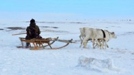 A Nenets man traveling on a sled pulled by three reindeer, Tambei region of the Yamal peninsula, June 2018. In his left hand he holds the khorei (a wood pole) and in his right the nenzamindya’sa (head rope), both of which are used to communicate with the reindeer during sledding. Image credit: Losey et al, doi: 10.1007/s10816-020-09455-w.