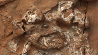 The exceptionally preserved Protoceratops specimen includes six embryos that preserve nearly complete skeletons. Image credit: M. Ellison / American Museum of Natural History.
