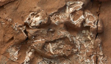 The exceptionally preserved Protoceratops specimen includes six embryos that preserve nearly complete skeletons. Image credit: M. Ellison / American Museum of Natural History.
