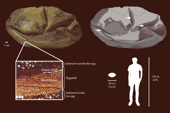 A diagram showing the Antarcticoolithus bradyi egg, its parts and size relative to an adult human. Image credit: Legendre et al, doi: 10.1038/s41586-020-2377-7.