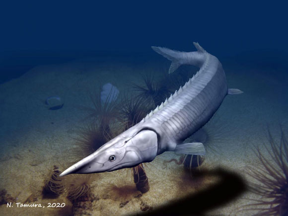 Tanyrhinichthys mcallisteri was most likely a bottom-cruising predator similar in general ecomorphology to modern sturgeon. Image credit: Nobu Tamura.