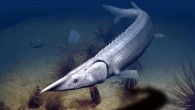 Tanyrhinichthys mcallisteri was most likely a bottom-cruising predator similar in general ecomorphology to modern sturgeon. Image credit: Nobu Tamura.