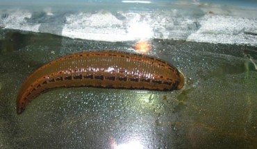 The European medicinal leech (Hirudo medicinalis). Image credit: Sebastian Kvist.