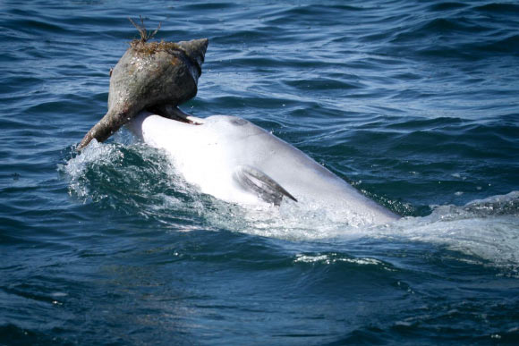 This is a dolphin ‘shelling.’ Image credit: Sonja Wild / Dolphin Innovation Project.